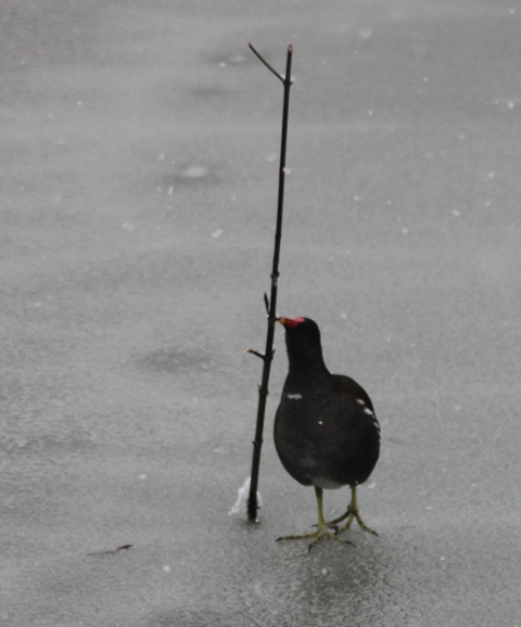 Hiver 2013 - Sous la neige